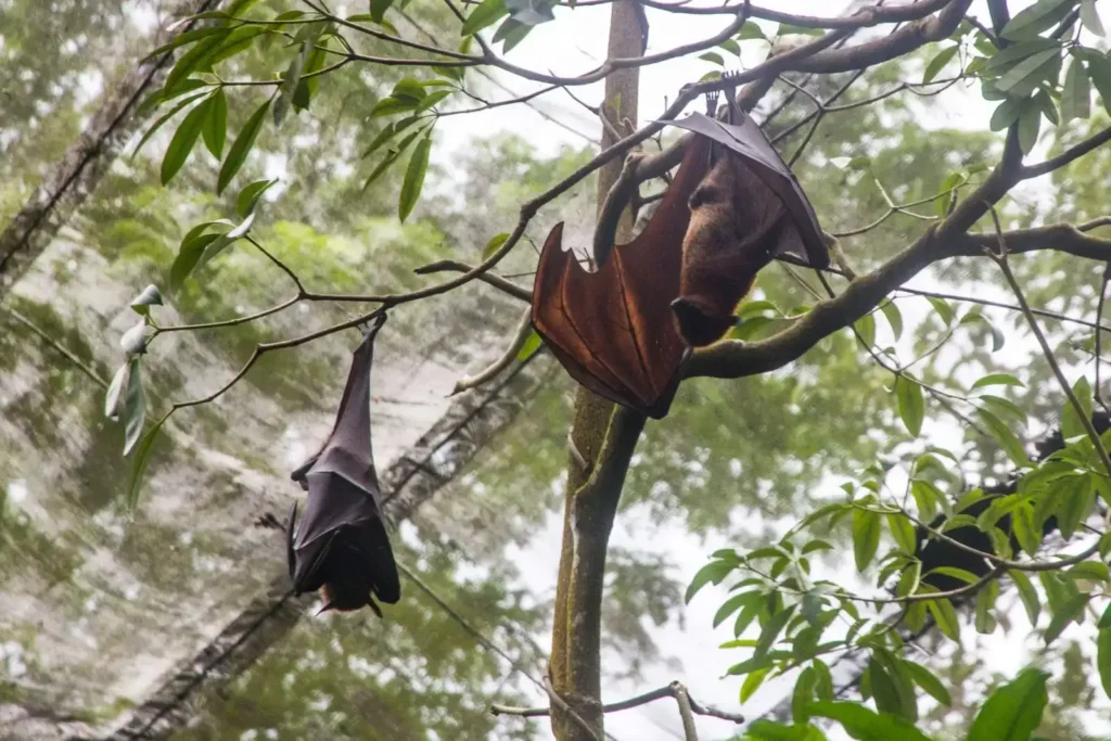 Flying Foxes (Source by Animalia Bio)
