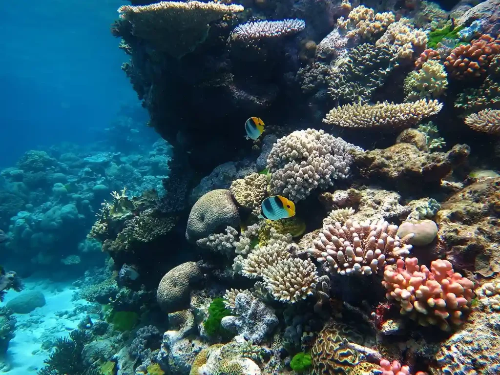 Great Barrier Reef (Source by Wikimedia Commons)