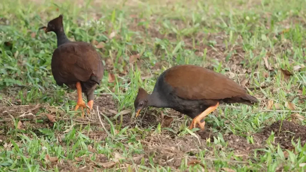 Orange-Footed Scrubfowl at Komodo Island (Source by Animalia Bio)