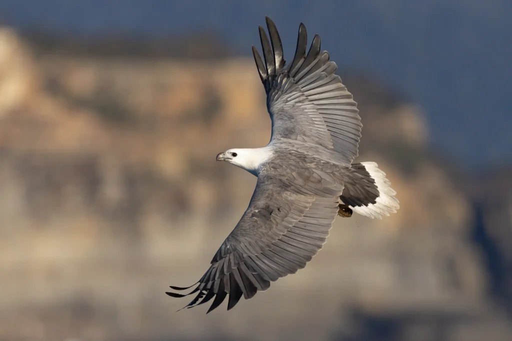 White-Bellied Sea Eagle (Source by Wikimedia Commons)