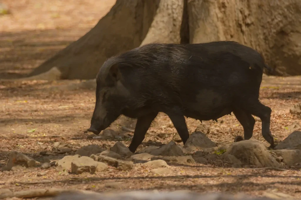 Burung di Pulau Komodo