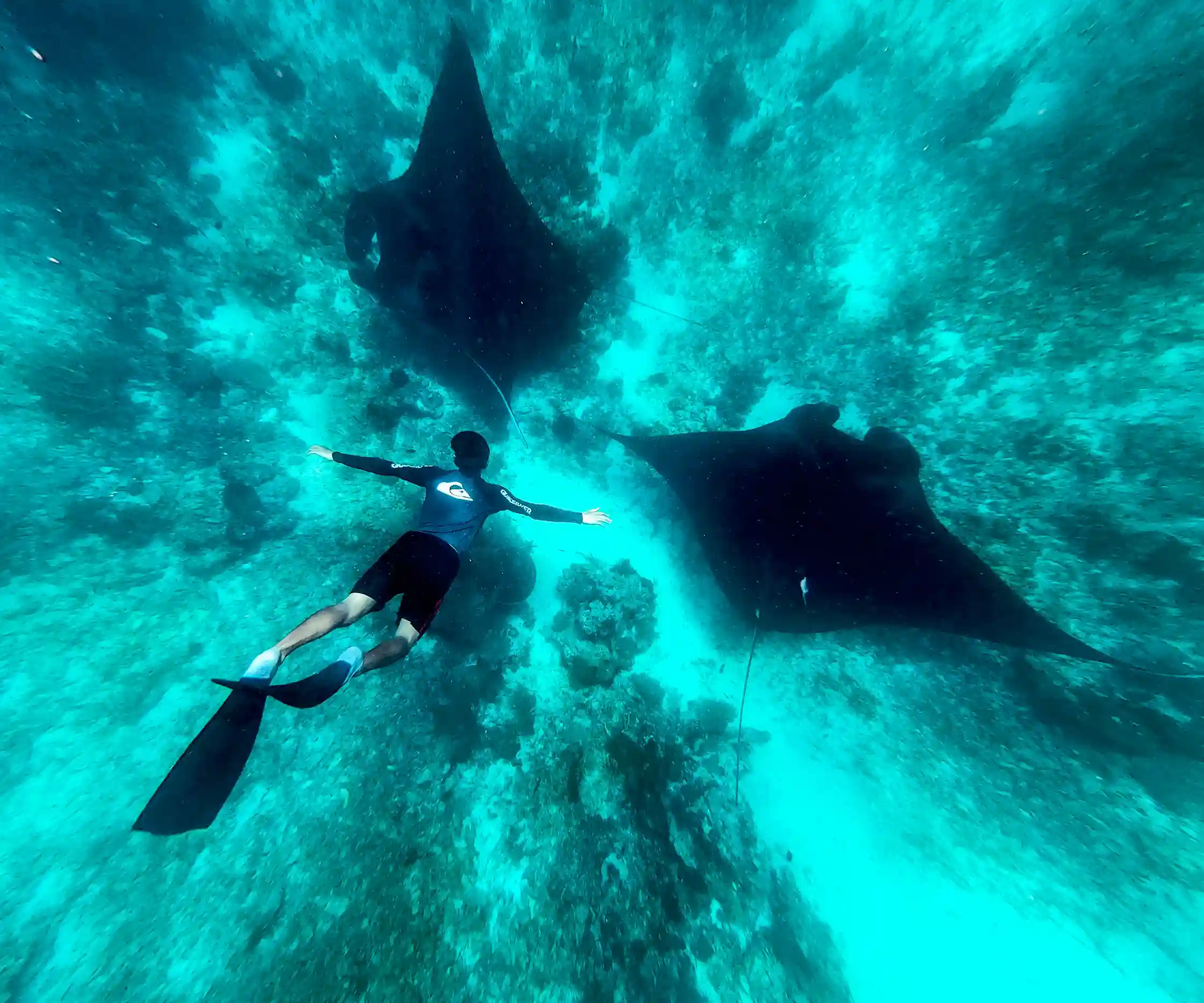 Manta Rays on Komodo National Park | Komodo Island Tour