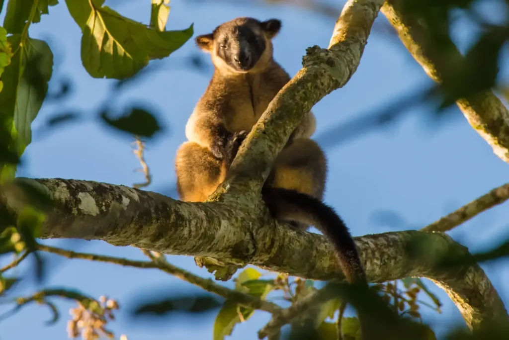 Tree Kangaroo (source by animalia bio)