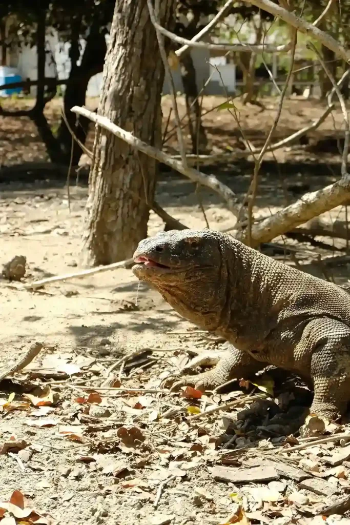 Komodo Dragon | Boat Komodo Trip