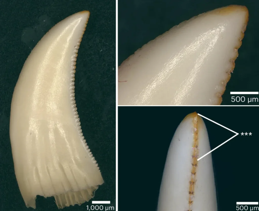 Komodo Dragon Teeth (source cdn.sci.news | image credit: LeBlanc et al., doi:10.1038/s41559-024-02477-7 )