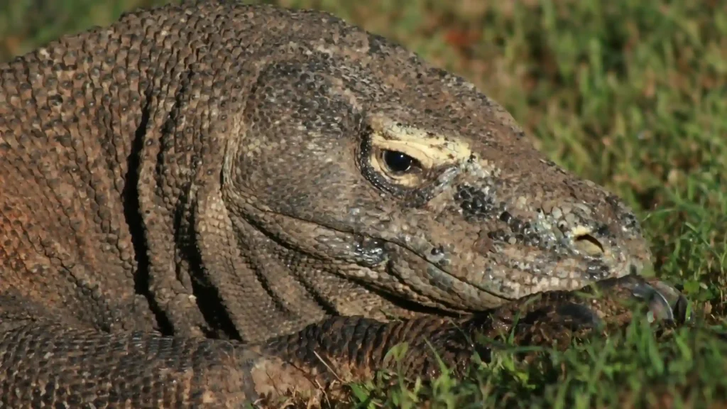Komodo Dragon | Komodo Island Tour | Boat Komodo Trip