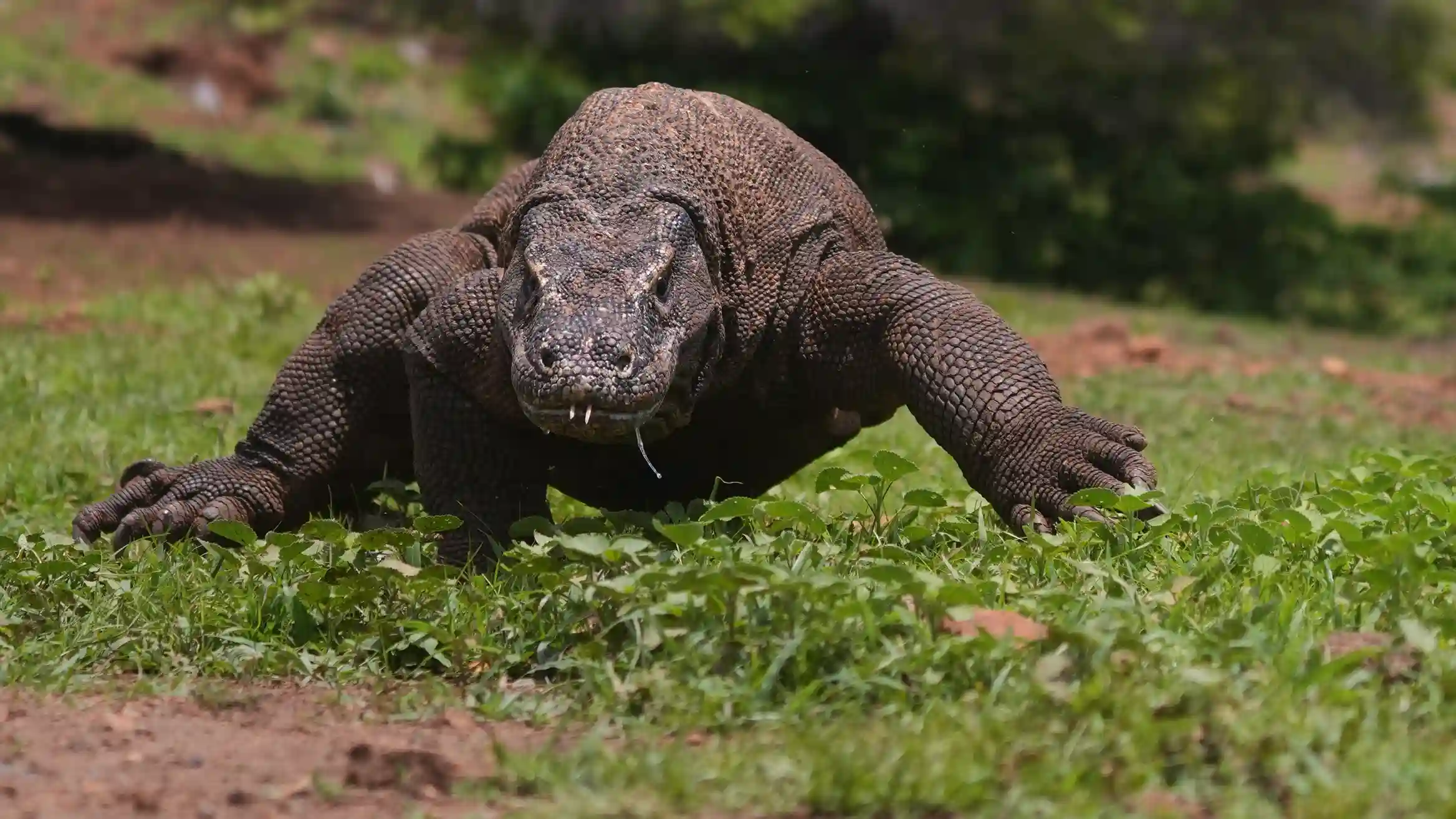 5 Lizards That Look Like Komodo Dragons Found in Nature