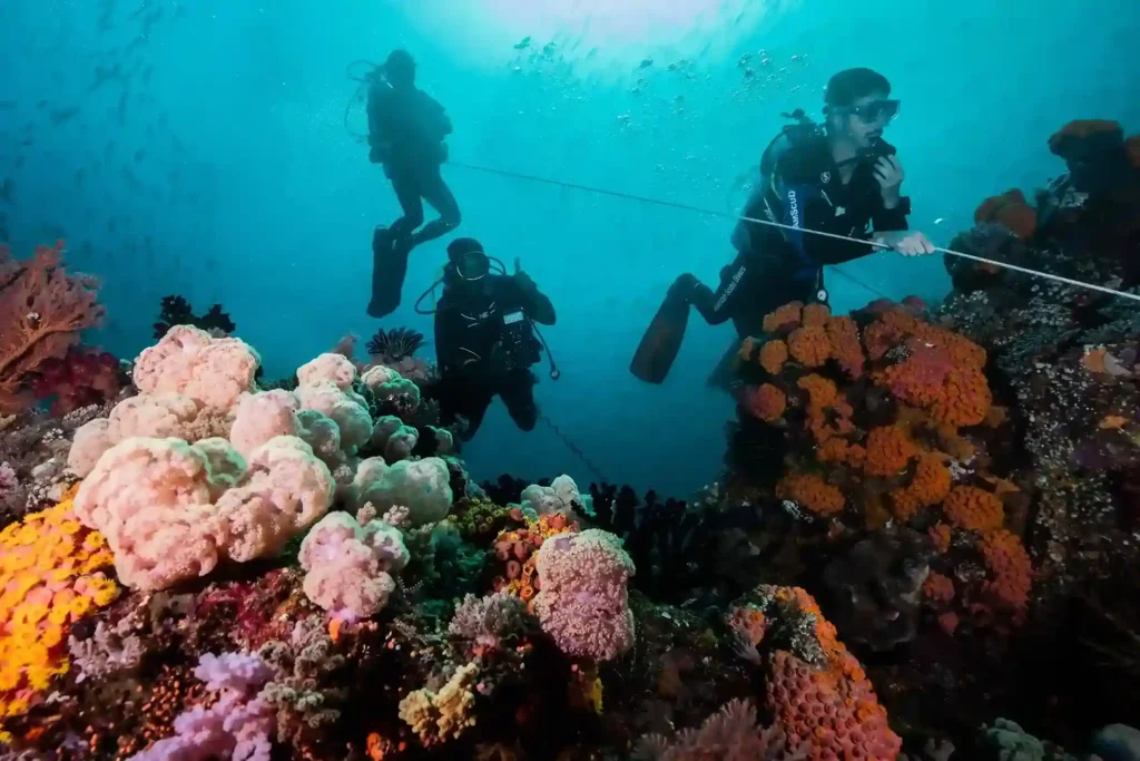 Diving in Komodo National Park | Luxury Diving Yacht Komodo | Boat Komodo Trip