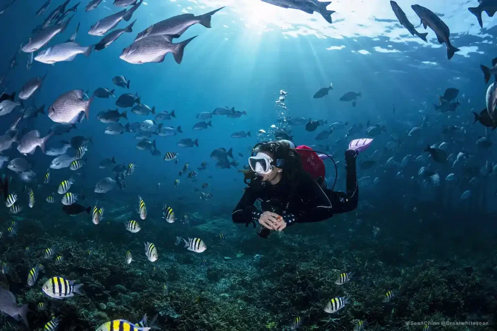 Momment With BoatKomodoTrip | Diving with Boat Komodo Trip