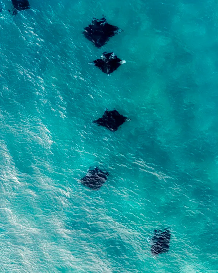 Manta Ray in Komodo National Park | Boat Komodo Trip