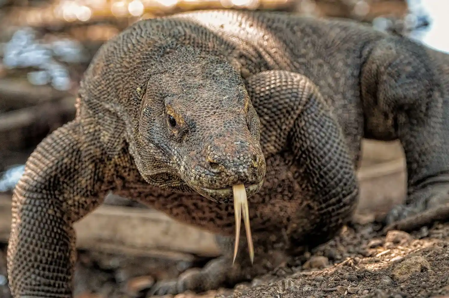 Komodo Dragon | Komodo Tour 2026 by Boat Komodo Trip